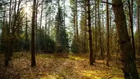 Mazurski las w okolicach Kruklina, luty 2020 - zdjęcie 15