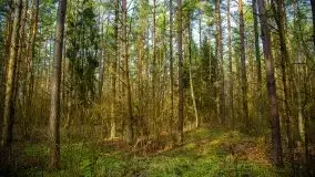 Mazurski las w okolicach Kruklina, luty 2020 - zdjęcie 27