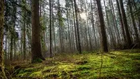 Mazurski las w okolicach Kruklina, luty 2020 - zdjęcie 16