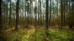 Mazurski las w okolicach Kruklina, luty 2020 - zdjęcie 31