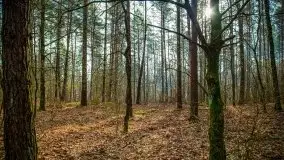 Mazurski las w okolicach Kruklina, luty 2020 - zdjęcie 35