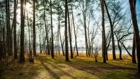 Mazurski las w okolicach Kruklina, luty 2020 - zdjęcie 34