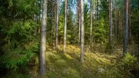 Mazurski las w okolicach Kruklina, luty 2020 - zdjęcie 39