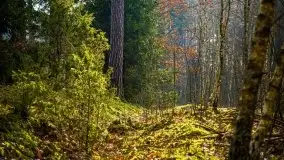 Mazurski las w okolicach Kruklina, luty 2020 - zdjęcie 44