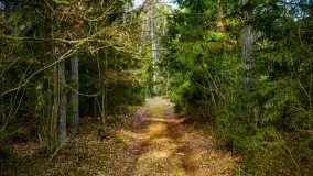 Mazurski las w okolicach Kruklina, luty 2020 - zdjęcie 49