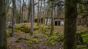 Wilczy Szaniec w Gierłoży zimą jeszcze lepiej widoczny - zdjęcie 82