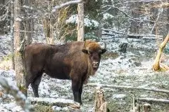 Mazurskie żubry na zdjęciach Janka Olchówki - zdjęcie 54