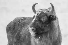 Mazurskie żubry na zdjęciach Janka Olchówki - zdjęcie 39