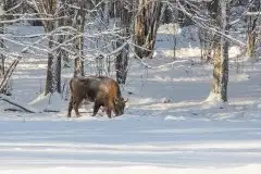 Mazurskie żubry na zdjęciach Janka Olchówki - zdjęcie 34