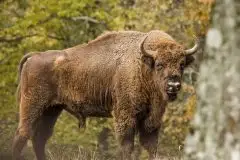 Mazurskie żubry na zdjęciach Janka Olchówki - zdjęcie 32