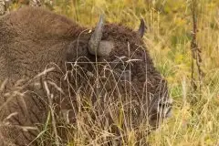 Mazurskie żubry na zdjęciach Janka Olchówki - zdjęcie 27