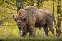 Mazurskie żubry na zdjęciach Janka Olchówki - zdjęcie 23