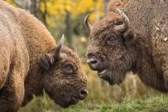 Mazurskie żubry na zdjęciach Janka Olchówki - zdjęcie 21