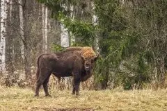 Mazurskie żubry na zdjęciach Janka Olchówki - zdjęcie 17