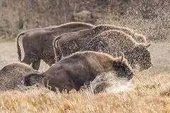 Mazurskie żubry na zdjęciach Janka Olchówki - zdjęcie 12