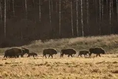 Mazurskie żubry na zdjęciach Janka Olchówki - zdjęcie 9