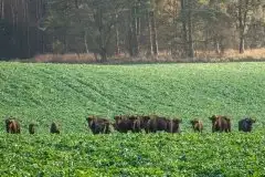 Mazurskie żubry na zdjęciach Janka Olchówki - zdjęcie 6