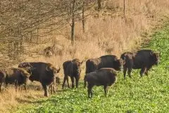 Mazurskie żubry na zdjęciach Janka Olchówki - zdjęcie 4