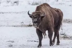 Mazurskie żubry na zdjęciach Janka Olchówki - zdjęcie 1
