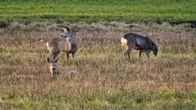 Wiosna w lutym na zdjęciach Stanisława Sielewicza - zdjęcie 12