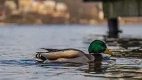 Mrągowo w marcowym słońcu 2020 - zdjęcie 36