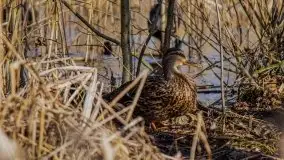 Mrągowo w marcowym słońcu 2020 - zdjęcie 27