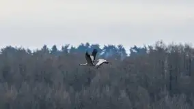 W poszukiwaniu wiosny, okolice Dobry i jez. Dobskiego - zdjęcie 4