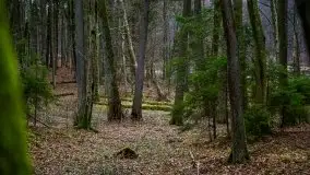 W poszukiwaniu wiosny, okolice Dobry i jez. Dobskiego - zdjęcie 8
