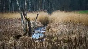 W poszukiwaniu wiosny, okolice Dobry i jez. Dobskiego - zdjęcie 16