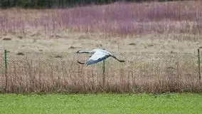 Las nad jeziorem Białym i rzeką Sapiną, marzec 2020 - zdjęcie 4
