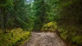 Las nad jeziorem Białym i rzeką Sapiną, marzec 2020 - zdjęcie 24