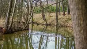 Las nad jeziorem Białym i rzeką Sapiną, marzec 2020 - zdjęcie 10