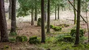 Las nad jeziorem Białym i rzeką Sapiną, marzec 2020 - zdjęcie 18