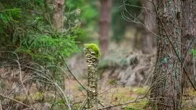 Las nad jeziorem Białym i rzeką Sapiną, marzec 2020 - zdjęcie 47