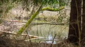 Las nad jeziorem Białym i rzeką Sapiną, marzec 2020 - zdjęcie 52