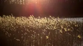 Okolice mostu Sztynorckiego, marzec 2020 - zdjęcie 2