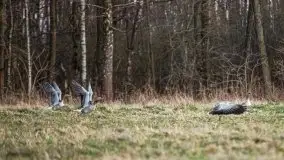 Okolice mostu Sztynorckiego, marzec 2020 - zdjęcie 42