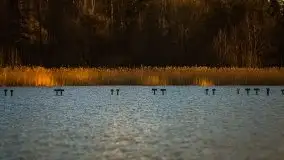 Złote Ogonki i jezioro Święcajty pierwszego dnia wiosny 2020 - zdjęcie 52