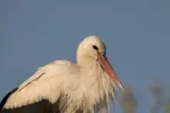 Zdjęcia: Mazurskie bociany na zdjęciach Janka Olchówki - zdjęcie 37