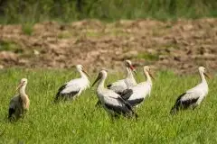 Zdjęcia: Mazurskie bociany na zdjęciach Janka Olchówki - zdjęcie 33