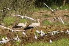 Zdjęcia: Mazurskie bociany na zdjęciach Janka Olchówki - zdjęcie 31