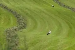 Zdjęcia: Mazurskie bociany na zdjęciach Janka Olchówki - zdjęcie 21