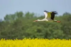 Zdjęcia: Mazurskie bociany na zdjęciach Janka Olchówki - zdjęcie 9