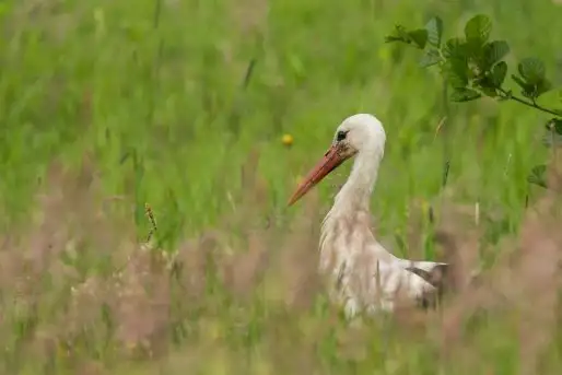 Zdjęcia: Mazurskie bociany na zdjęciach Janka Olchówki - zdjęcie 7