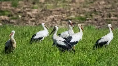 Zdjęcia: Mazurskie bociany na zdjęciach Janka Olchówki