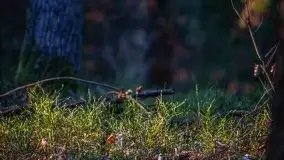 Jezioro Wesołek w marcu 2020 - zdjęcie 38