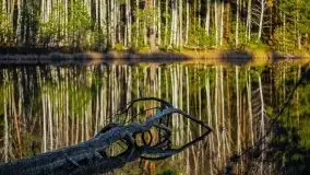 Jezioro Wesołek w marcu 2020 - zdjęcie 34