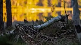 Jezioro Wesołek w marcu 2020 - zdjęcie 31