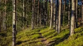 Jezioro Wesołek w marcu 2020 - zdjęcie 9