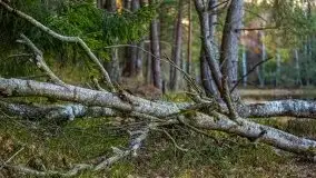 Jezioro Wesołek w marcu 2020 - zdjęcie 7